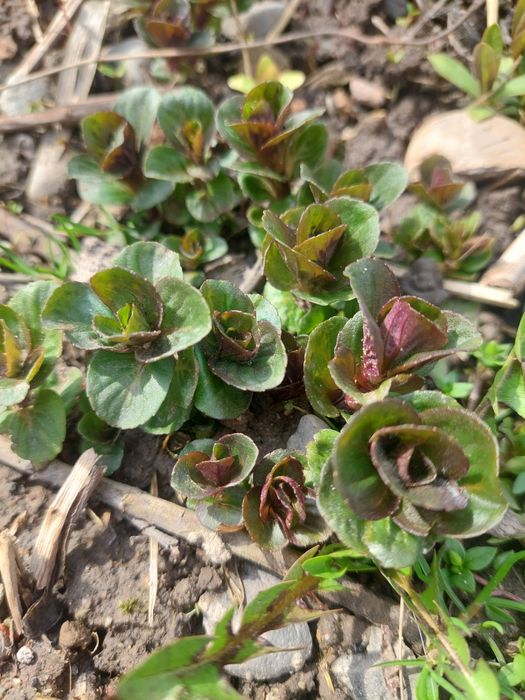 Ментоловая мята.