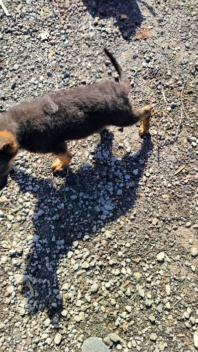 Щенок .Осталась девочка