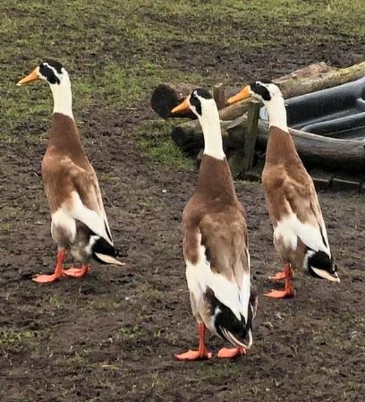 Oua de incubat de la rate Rouen, Pekin, Cayuga, si alergatoare indiene