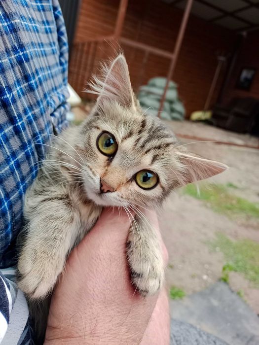 Котята бесплатно в добрые руки