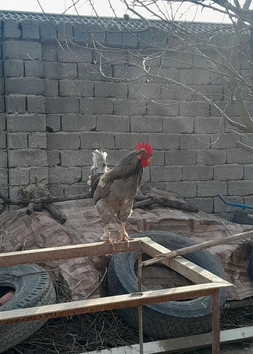 Қораз сатылады,  жалғыз