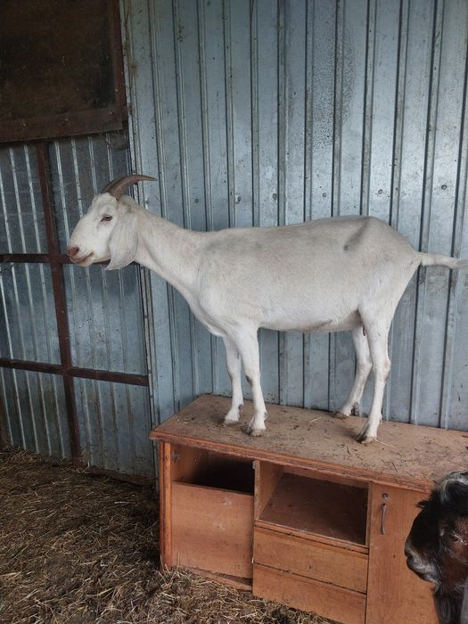 Tap anglo cu acte de origine