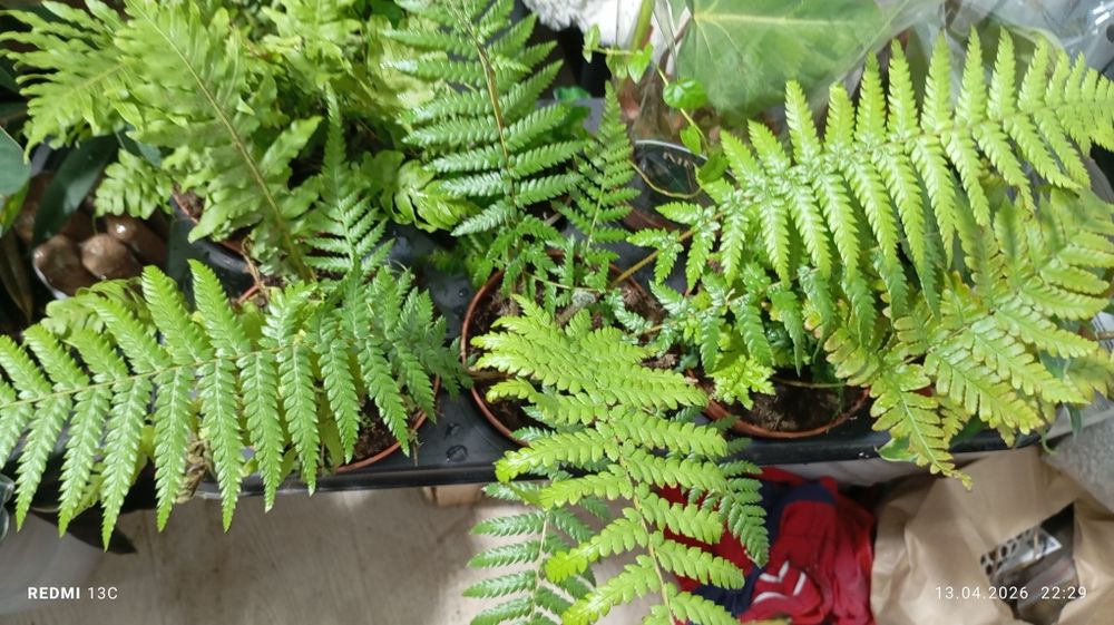 Папоротник нефролепис асплениум