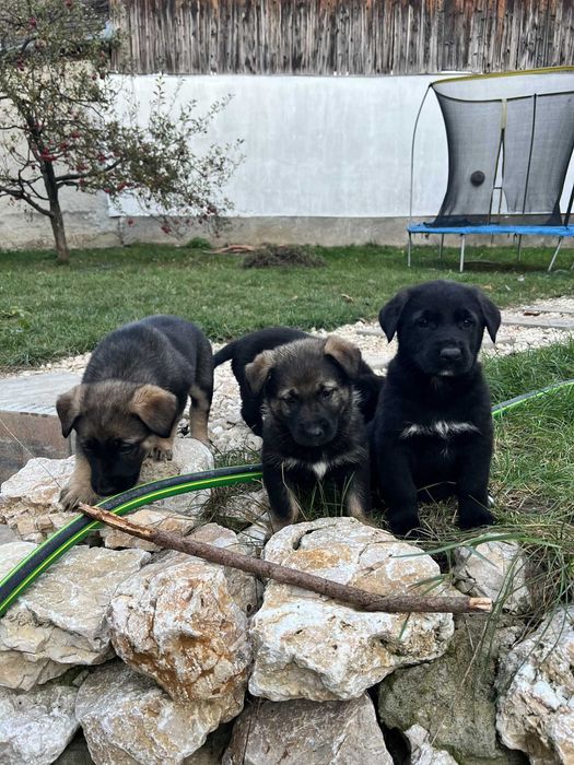 Adoptie: pui ciobanesc german 2 luni Brasov, Bucuresti, Sibiu