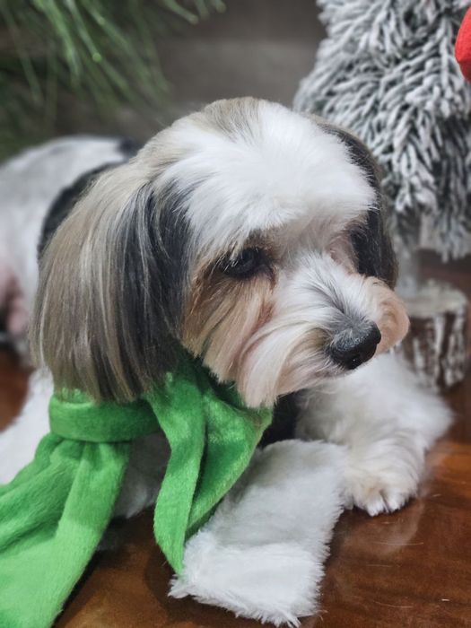 Йоркширский бивир