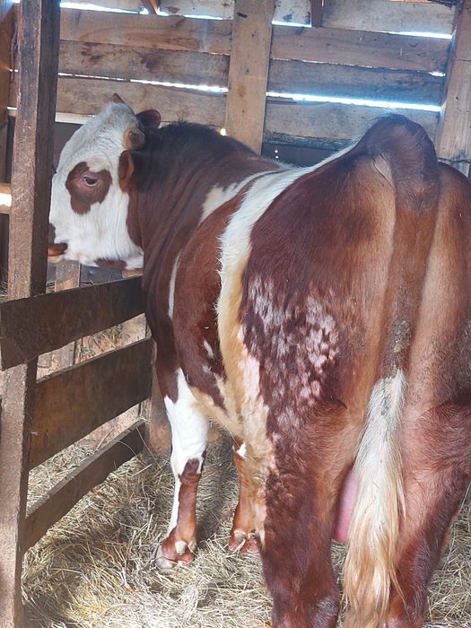 Продам быка 2 года