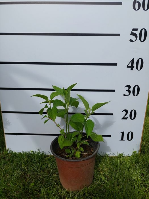 Гортензия саженцы гортензии