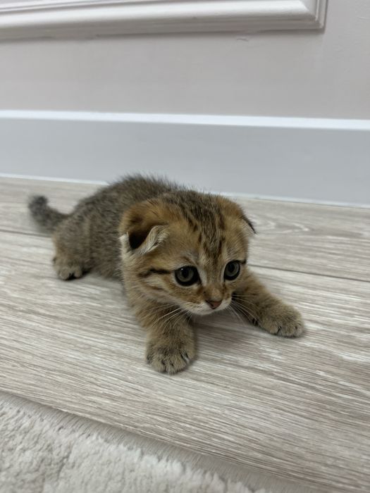 Шотландский котенок вислоухий