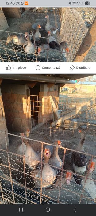 Vând gâște  tinere rog seriozitate