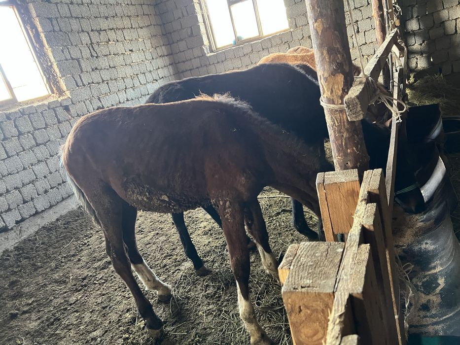 Жабагы лошадь ат