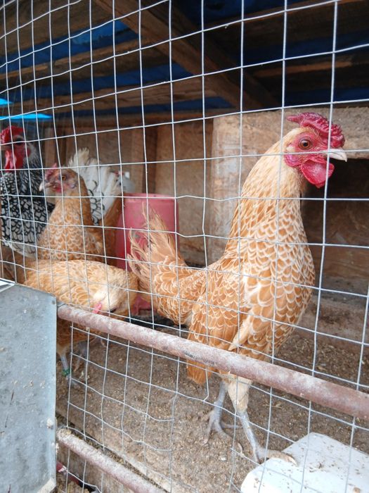 Oua incubat phoenix  cochinchina sebright chabo