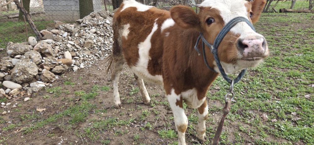 Ұрғашы бұзау  сатылады