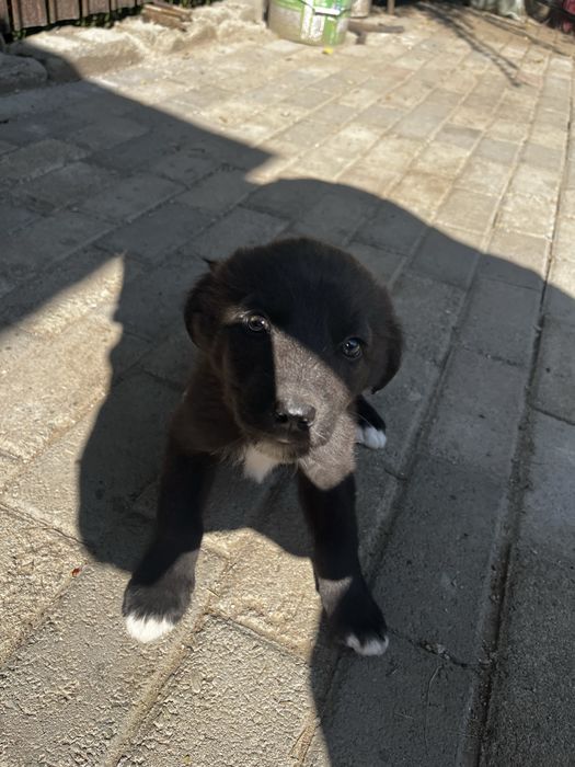 Отдам двух щенков в хорошие руки