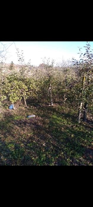 Продава се Земеделски имот в Кнежа -  кв.м за 3825 €/дка - Снимка #7