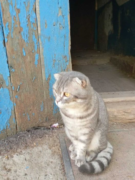 Ищем семью молодому котику