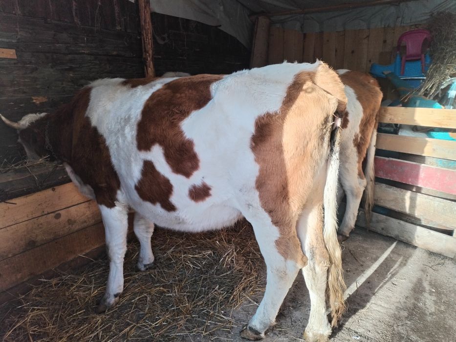 Vând două vaci bălțate