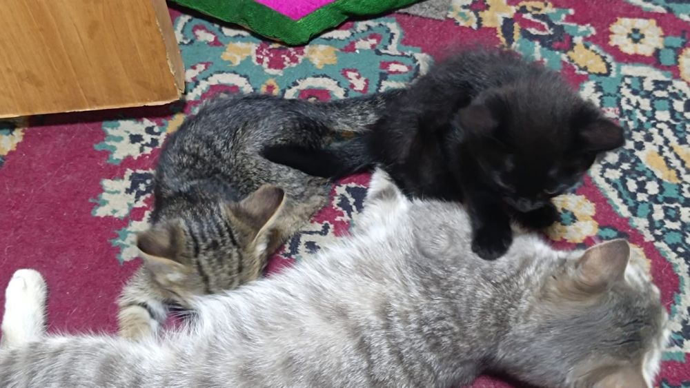 Отдам даром котят