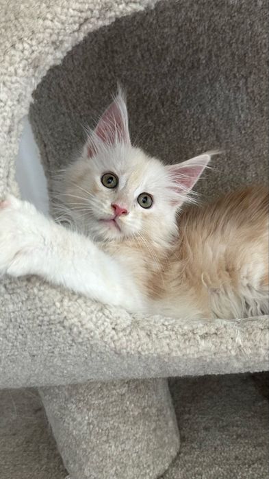 Продажа котят с питомника