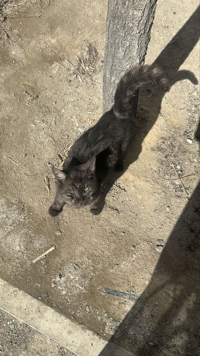 Котенок ищет дом