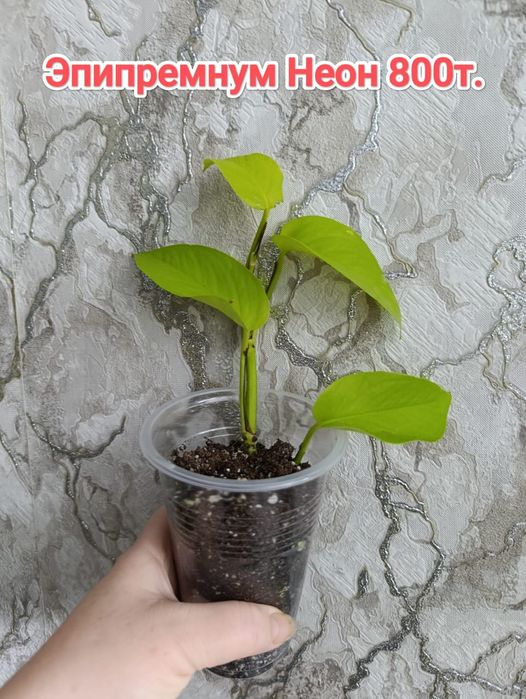 Эпипремнумы кжби