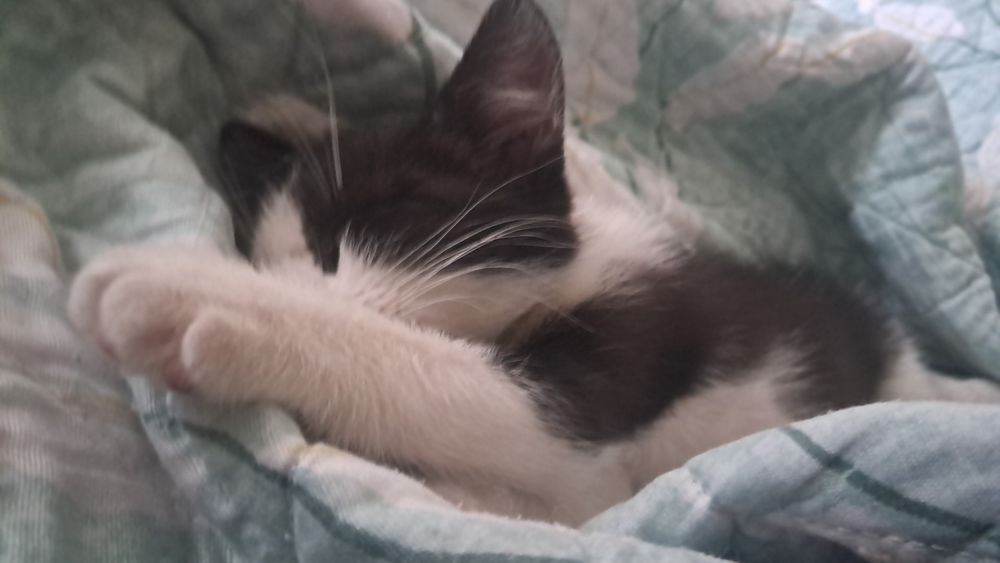 Отдам миленького котёнка мальчик