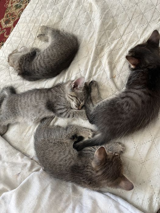 Отдам котят в хорошие руку