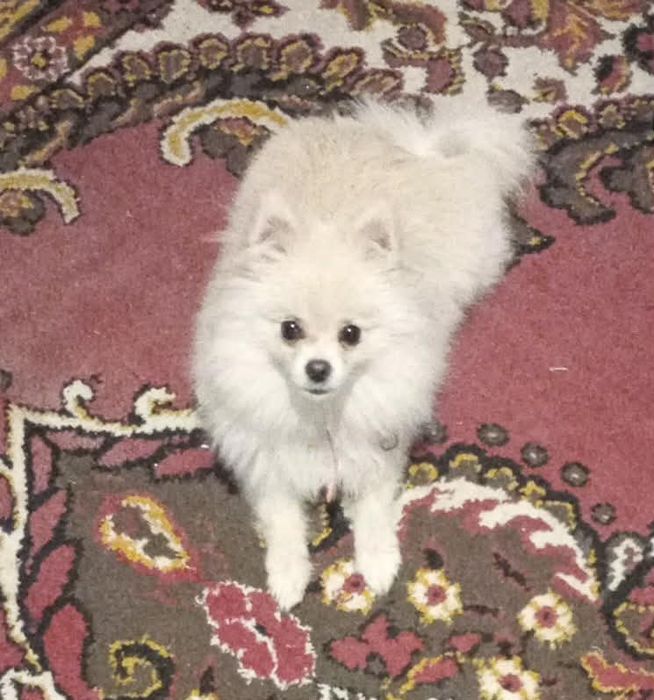 Куче померан 11 месеца