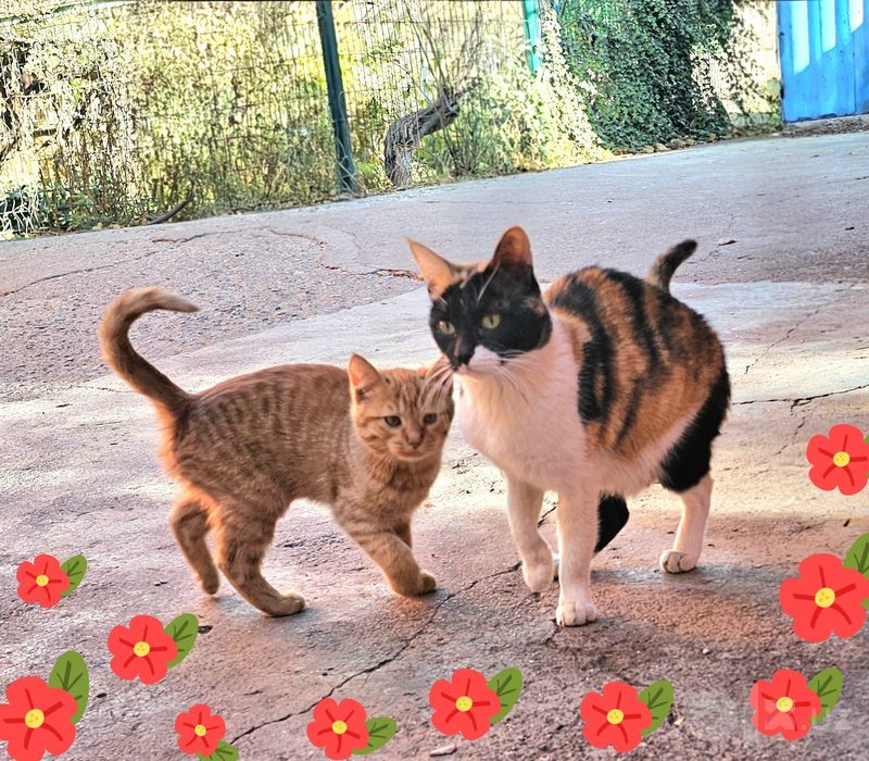 Котята в хорошие, добрые руки