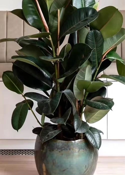 Симпония голимумабия