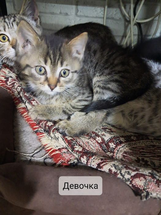 Отдам бесплатно домашних котят