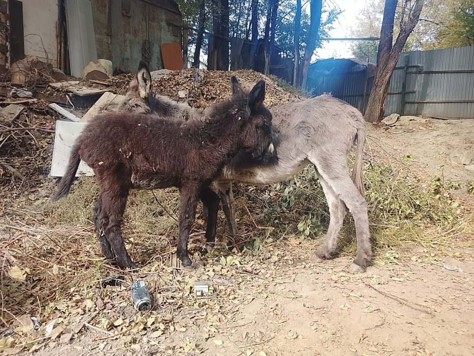 Кішкентай бойлы жас қыздар порно