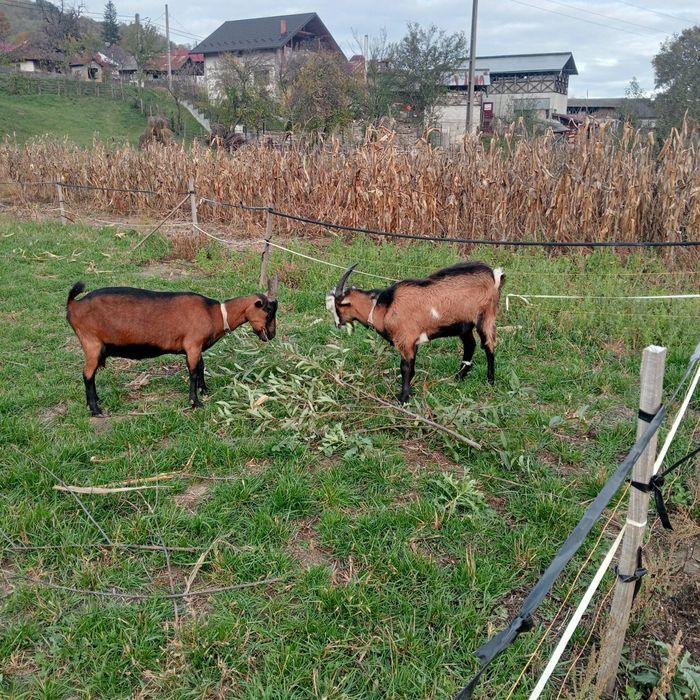 Țap metiș din mama alpina și tata saanen