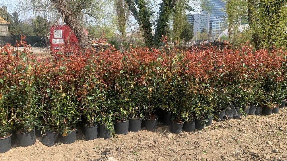 Photinia Gard viu