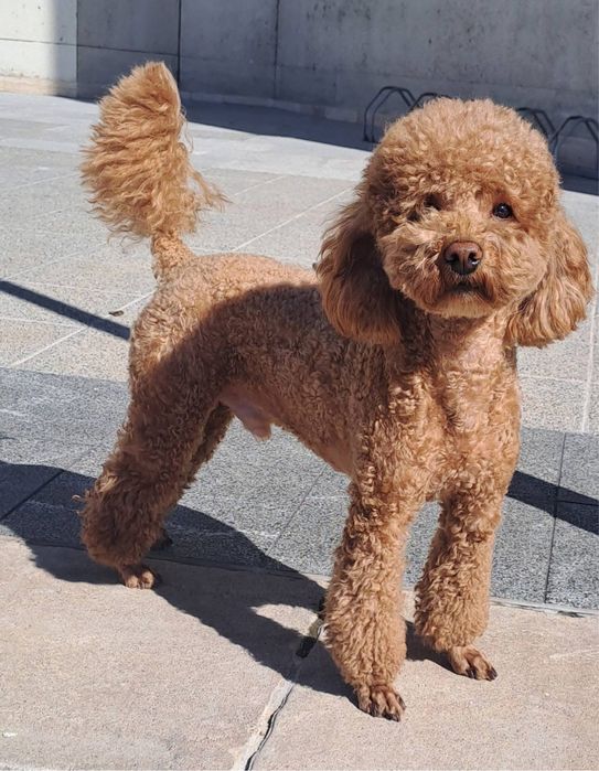 Той- пудел мини