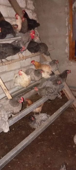 Продам домашние курицы