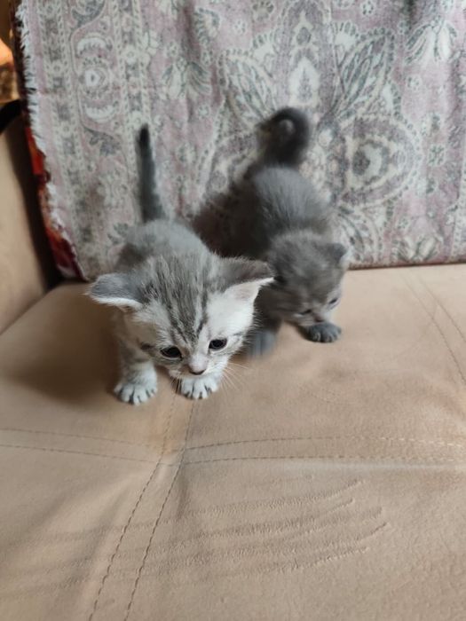 Вислоухие котята