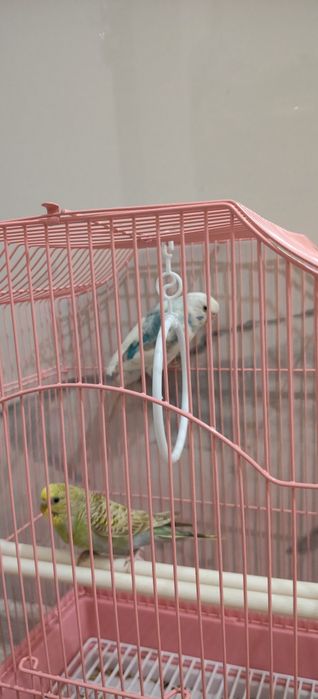 Попугайчики девочка и мальчик.