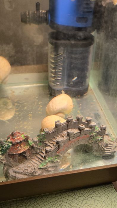 Улитки ампулярий