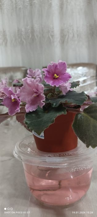 Продаются красивые фиалки .