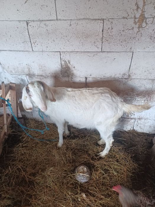 Capră tânără pentru cei interesați