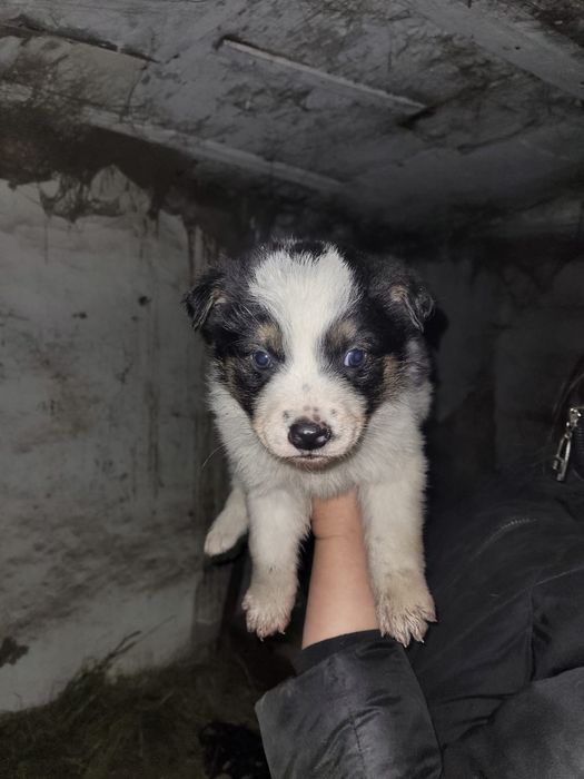 Классные щенки ищут дом и доброго хозяина