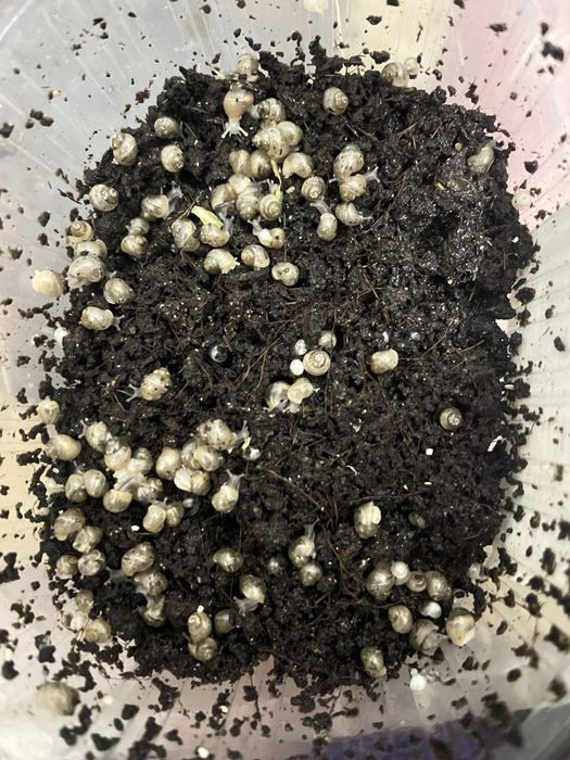 Скидка оптом нархда улиткала