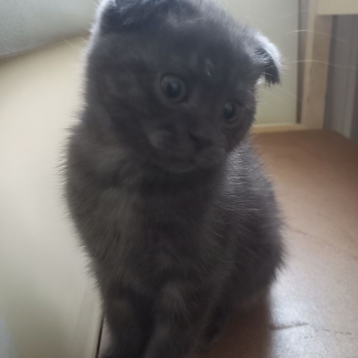 Вислоухий британец 1,5 мес мальчик