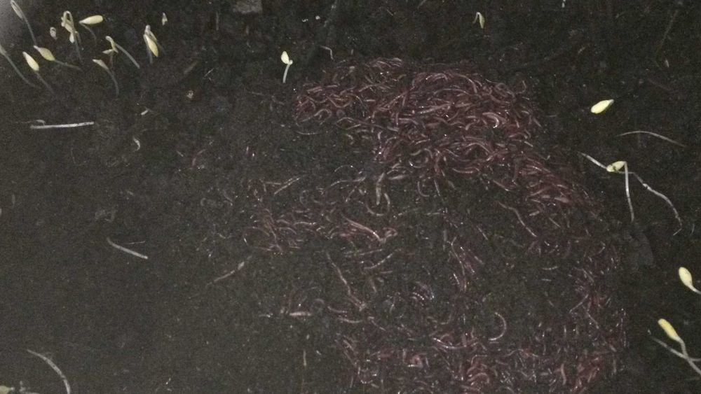Râme Roșii de California pentru compost/pescuit