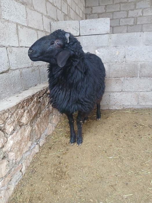 Она куй ва кучкор