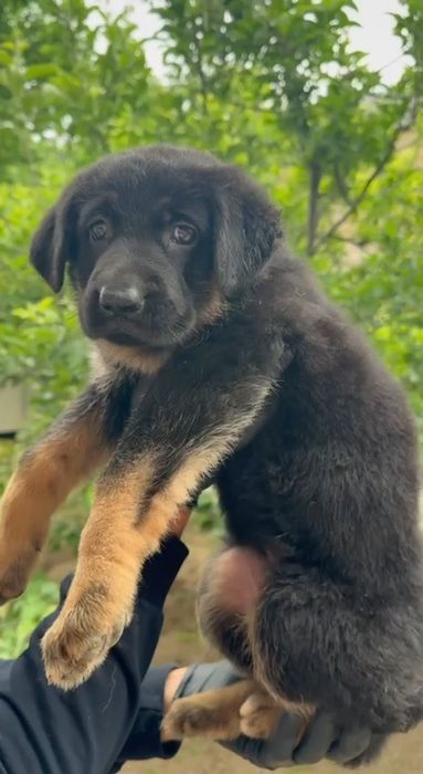 Шенки немецких овчарок