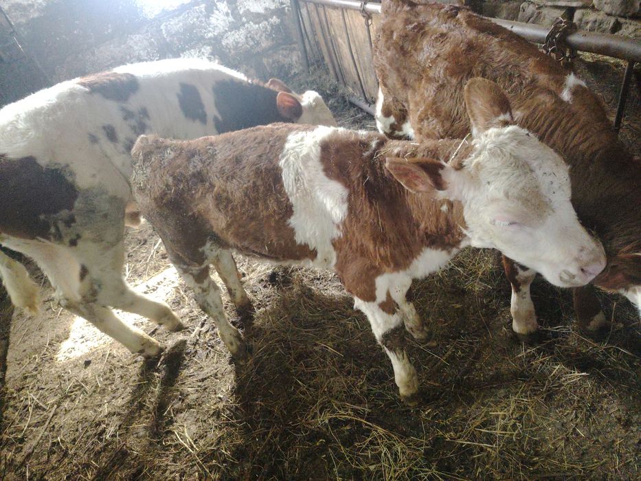 Vând vacă cu vițea