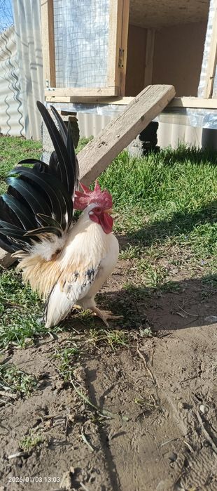 Шабо молодой активный