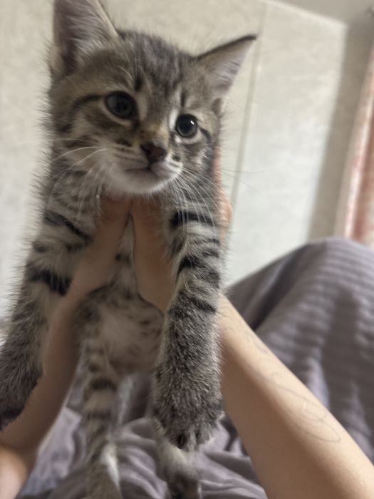раздаем котят бесплатно