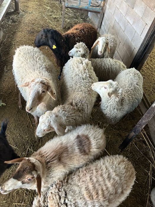 Продам овец для разведения